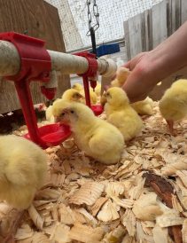 article image - farm 1